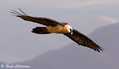 Adult Bearded Vulture