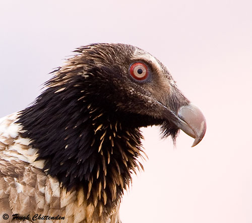 close-up of the head of an imm Bearded Vulture