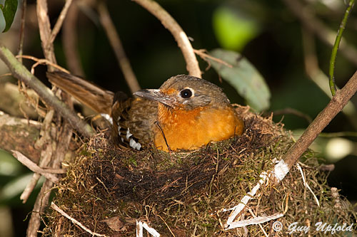 Female Orange Ground-Thrush brooding young chicks