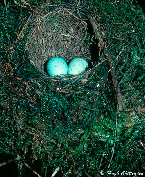 Orange Ground-Thrush eggs in a live moss nest