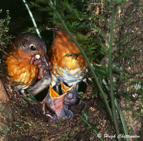 Chicks are fed predominantly on Earth worms