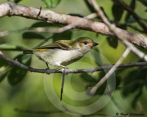 A single bird photographed in the upper undercanopy