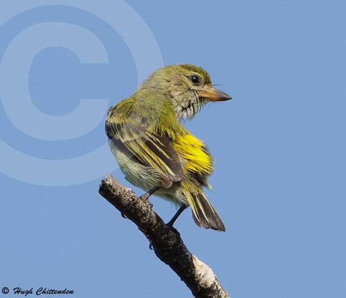 Yellow rump displayed while preening