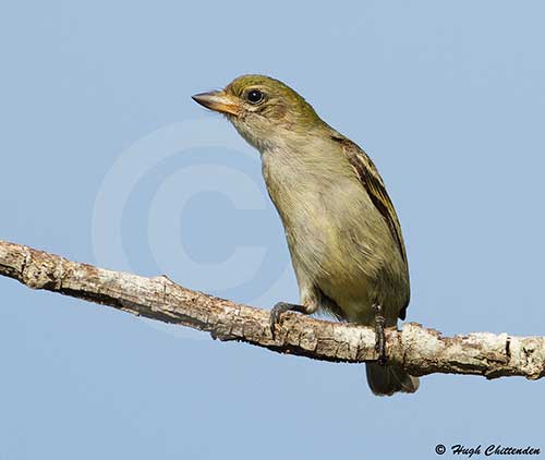 Bi-coloured bill shows well in this side view