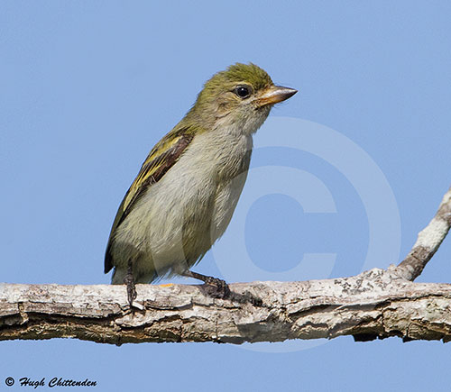 Tinkerbird Pogoniulus simplex photographed in s Mozambique