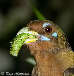 Trogon prey