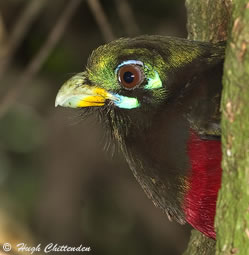 Close-up of male head