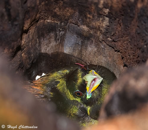 Male brooding chicks