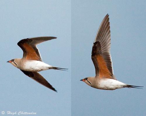 Collared Pratincole in flight