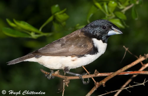 Sub Adult Magpie Mannikin